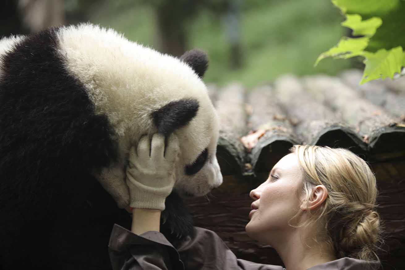 Sneezing Panda 1