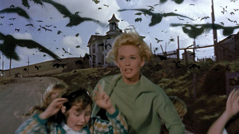 Gli Uccelli di Alfred Hitchcock tornano a volare al cinema | CameraLook