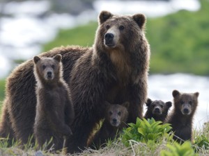 Gli orsi della Kamchatk 1