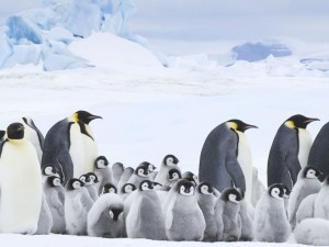 la-marcia-dei-pinguini-2-il-richiamo-01