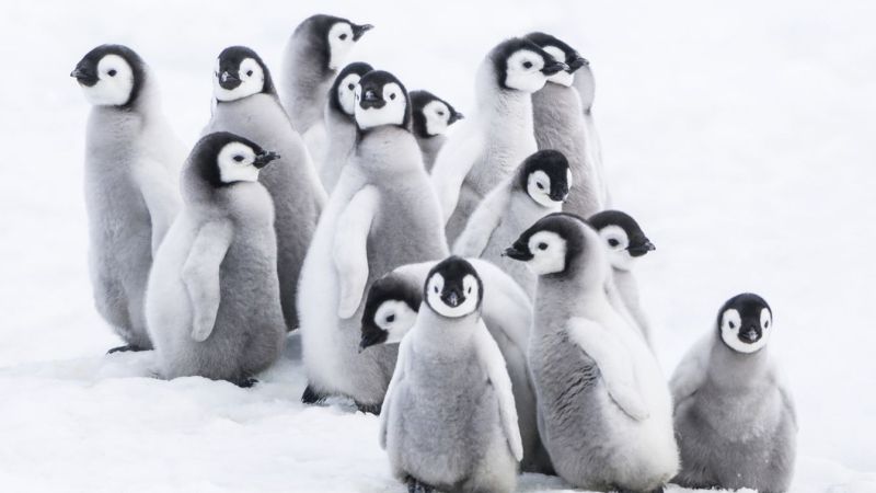la-marcia-dei-pinguini-2-il-richiamo-03