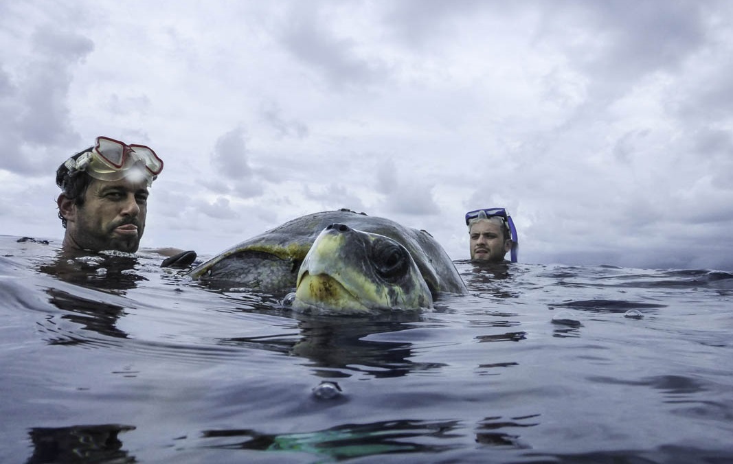 Sea Shepherd 0 Injured turtle rescue