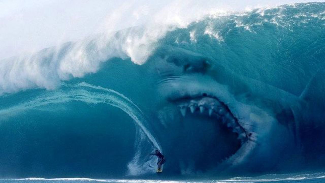 Shark 1